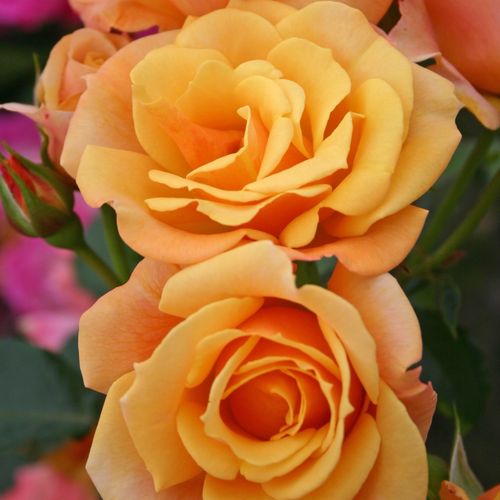 Lusatia ® virágágyi floribunda rózsa